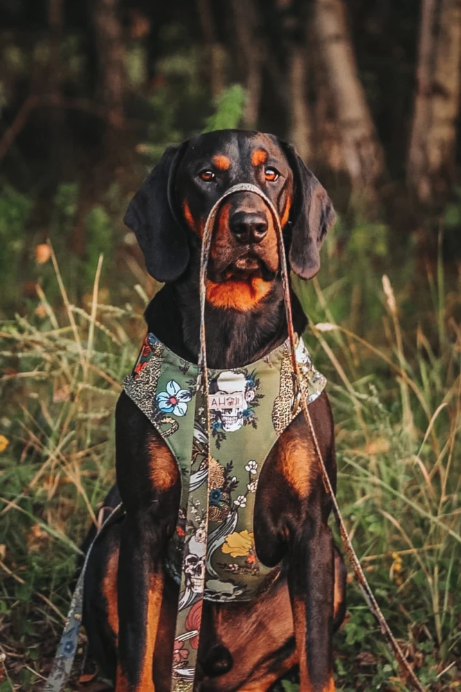 Szelki COMFORT Skull Green
